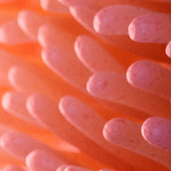 Gut study header